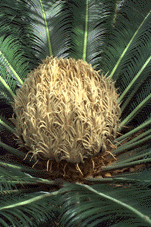 Cycas revoluta sporophylls