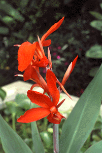 Canna 'lily' 