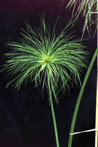 Cyperus