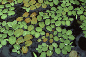 Salvinia auriculata