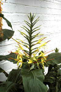 Hedychium gardnerianum