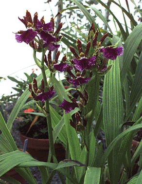 Zygopetalum orchid 