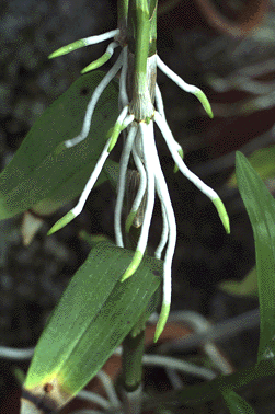 Dendrobium orchid aerial roots 