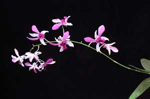 Dendrobium orchid