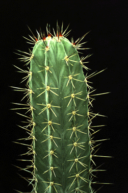 Trichocereus