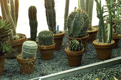 collection of cacti 