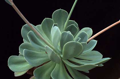 Echeveria elegans