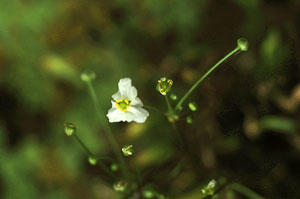 Alisma (water-plantain)