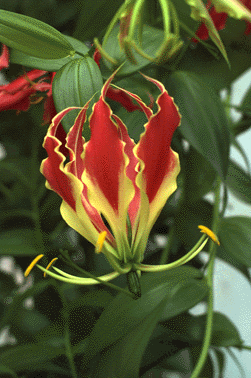 Gloriosa verschurii lily