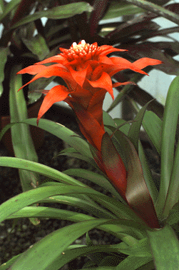 Guzmania memoria bromeliad 