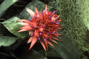 Aechmea bromeliad