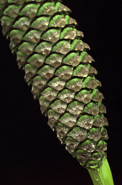 Encephalartos bartii male cone