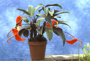 Anthurium schezerianum