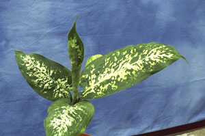 Dieffenbachia picta exotica