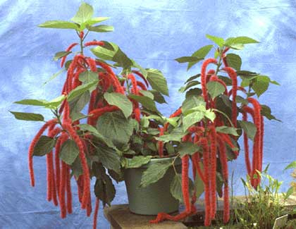 Acalypha hispida