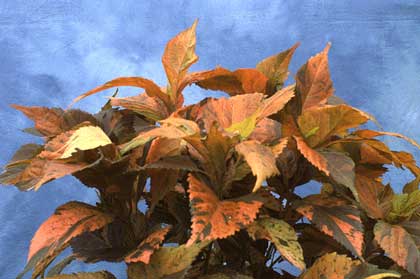 Acalypha wilksiana variagata