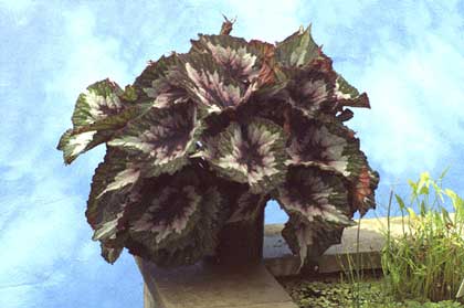 Begonia rex.