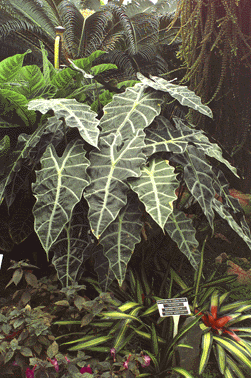 Alocasia x amazonica