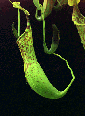 Nepenthes alata x ampullaria