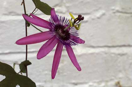 Passiflora 