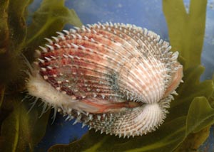 Spiny Cockle (Acanthocardia aculeata)