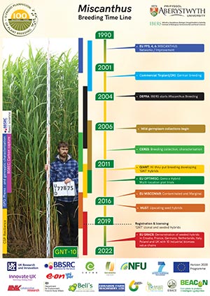 Miscanthus Breeding Timeline