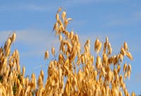 Oats growing in the field