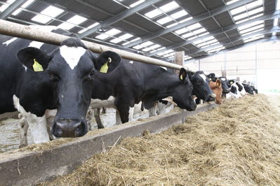 Dairy cows in shed