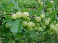 Gooseberries