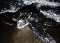 One of the leatherback turtles coming ashore on Dominic