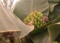 The banana tree