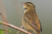 The little brown sedge warbler. Credit: Steve Round (rspb-images.com)