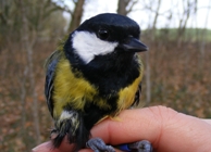 A great tit: Image by Maria Gill