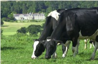 Cows grazing