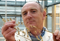 Dr Athole Marshall from IBERS has been working on new varieties of oats.