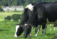 Cows on one of the University's farms