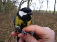 A great tit