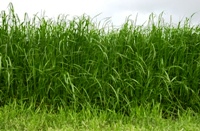 Grass, rushes and bracken could provide energy