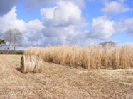 Bio-energy crop