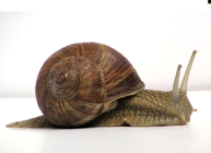 A snail