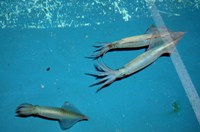 Male squid (Loligo bleekeri)