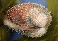 Spiky cockle - a native of Welsh waters.