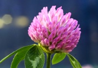 Red clover, a high protein forage.