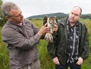 Tagging the osprey chick