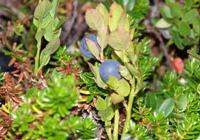 Bilberries