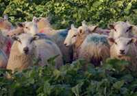 Lambs