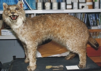 The Canadian lynx