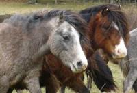 Carneddau wild ponies