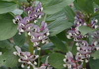 Winter beans in full flower.