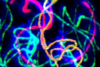 Nucleus of a cell undergoing meiosis at high temperature